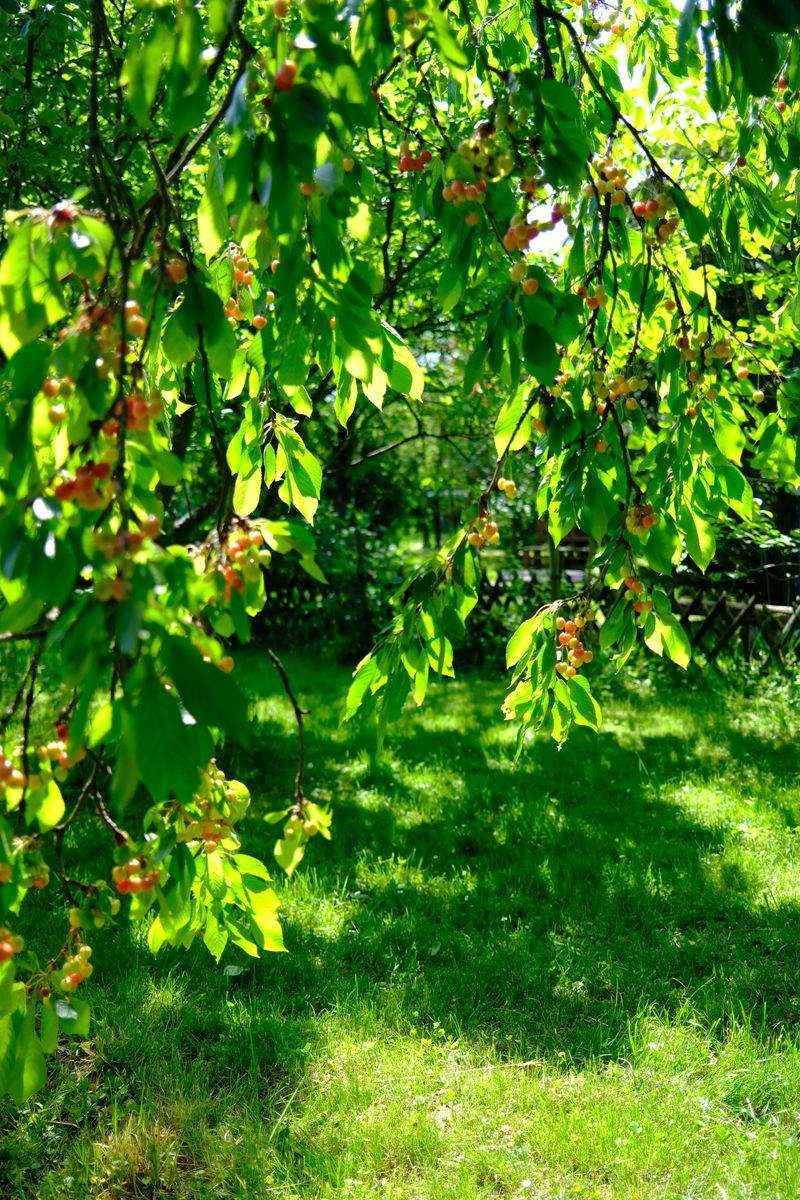 Greenbough Orchard Services 10