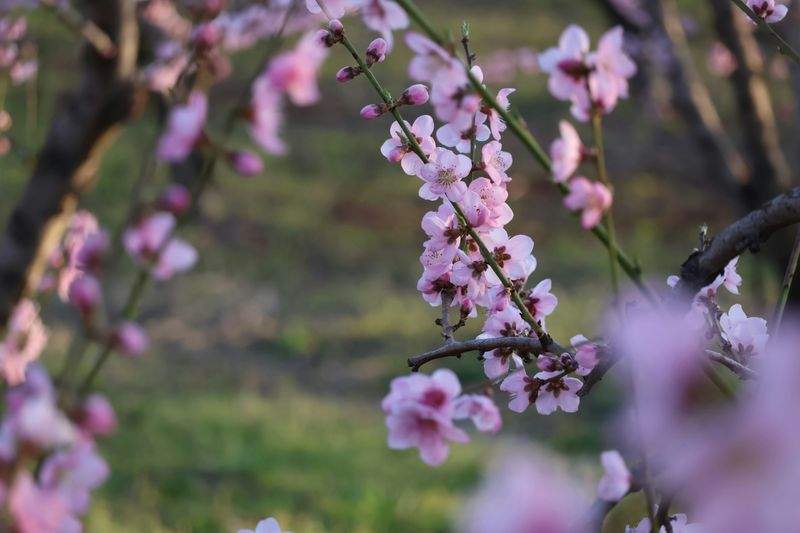Greenbough Orchard Services 11