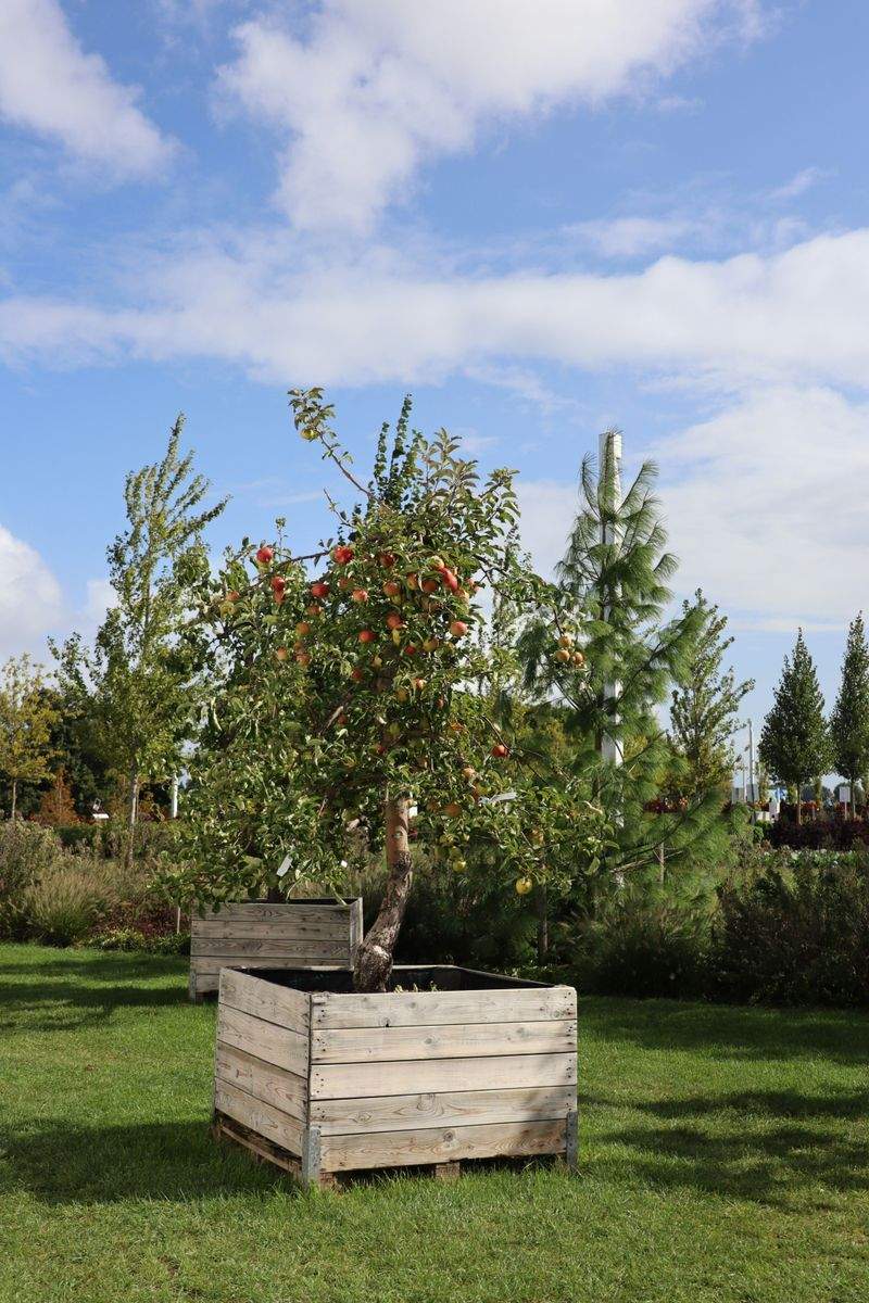 Greenbough Orchard Services 2
