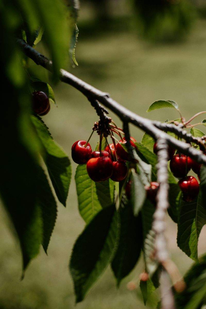 Greenbough Orchard Services 3