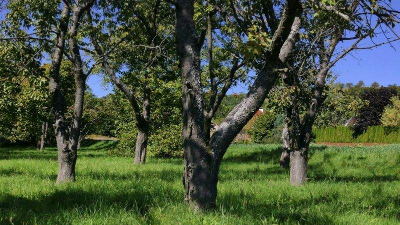 Greenbough Orchard Services